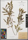 Foto von Salix purpurea L.